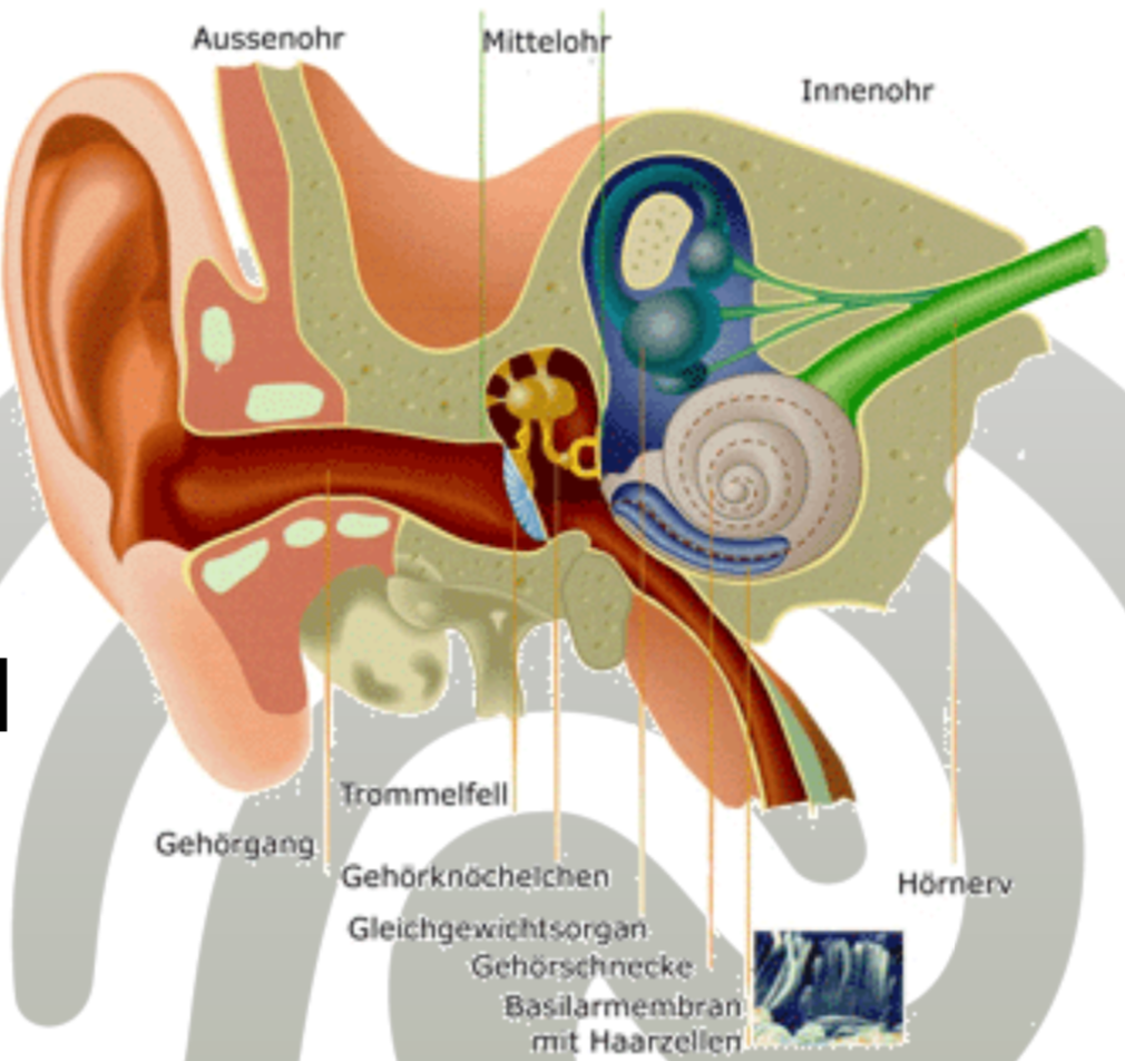 ../_images/06-cochlea.png